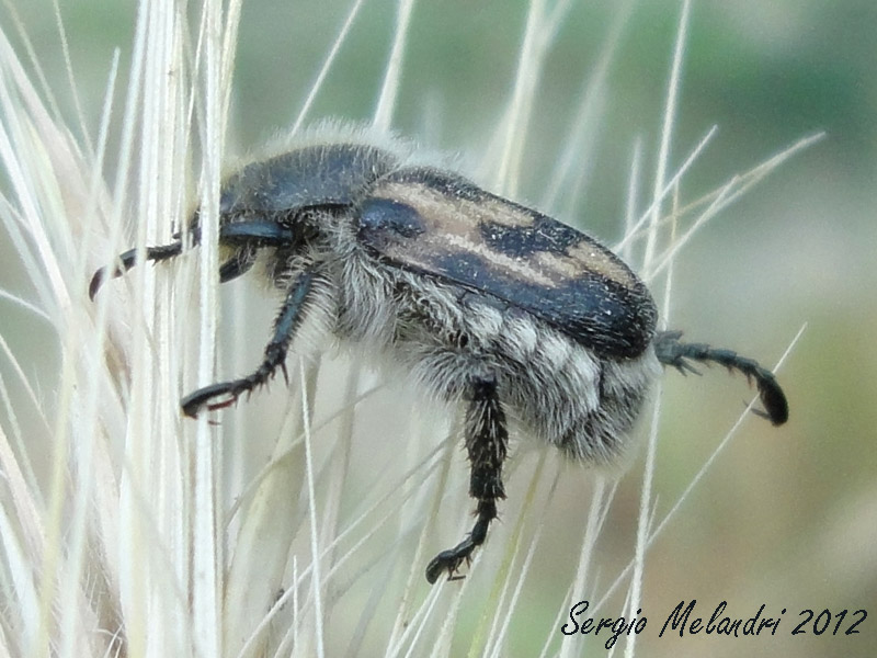 Rutelidae - Anisoplia ?